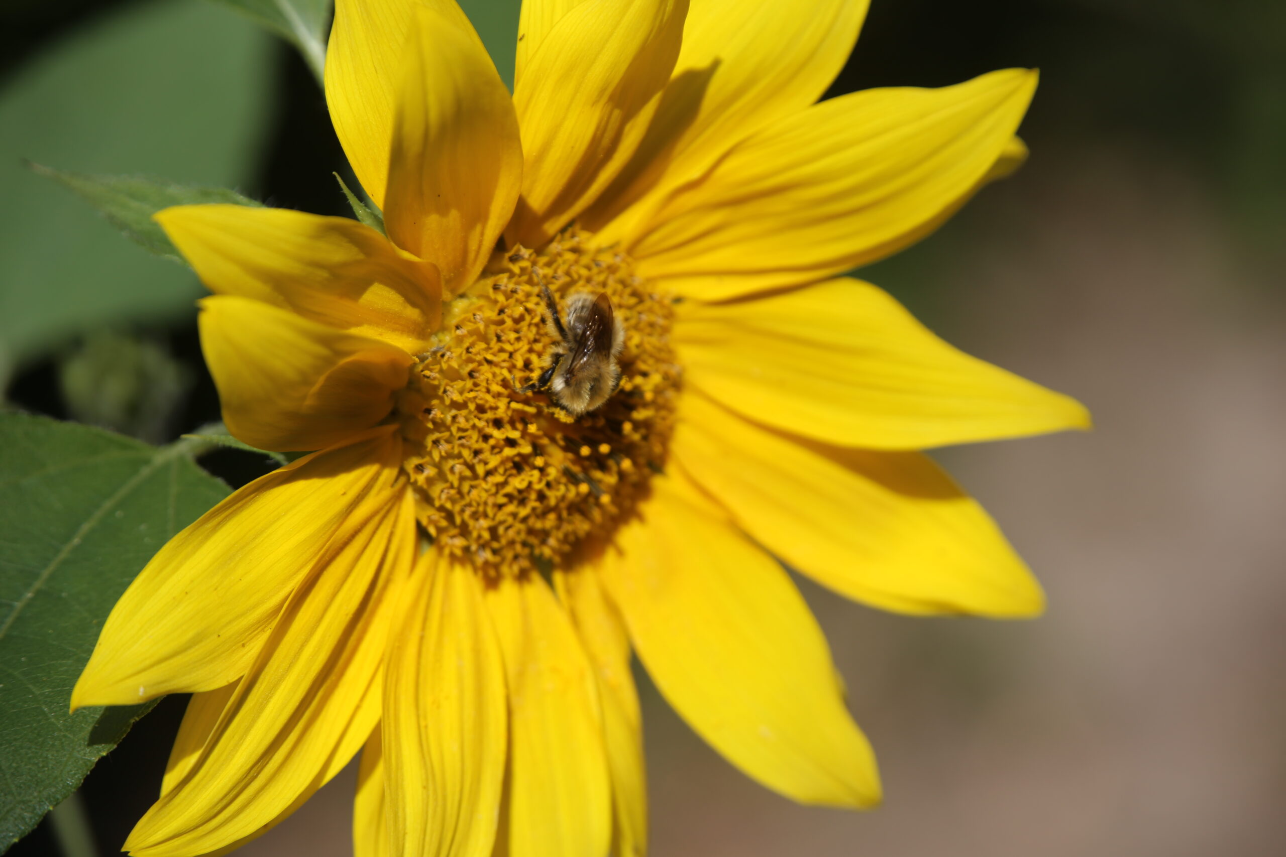 L’enjeu des pollinisateurs