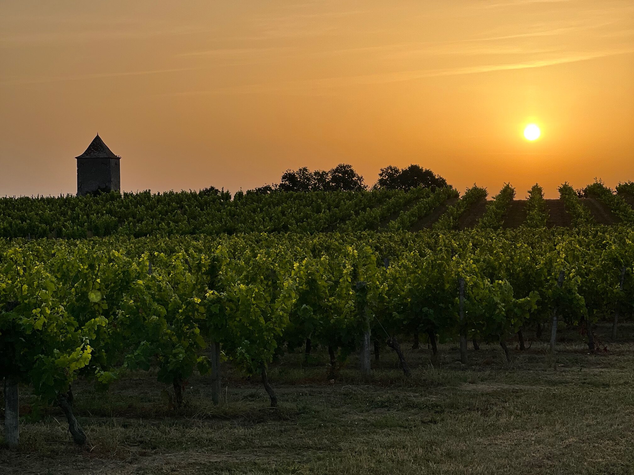 Octobre 2024 : Dijon accueille le congrès mondial du vin