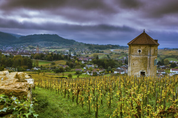 Arbois and its vines yellowed by autumn. Biodynamic vines.