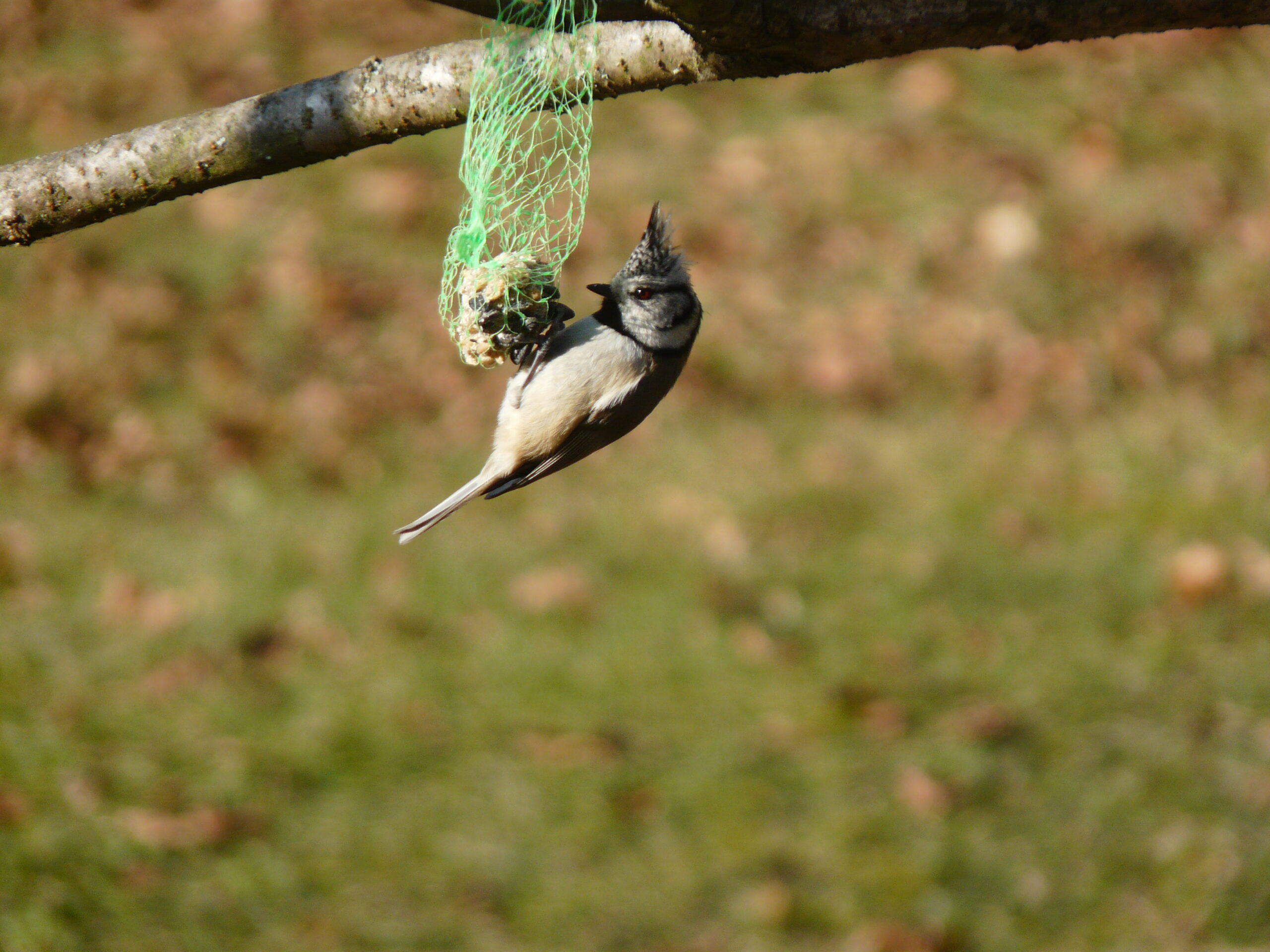Biodiversité : la saison de la nidification débute