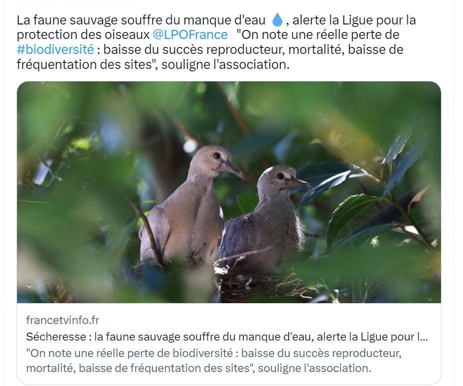 Biodiversité : les oiseaux de la nature à l’épreuve de la sécheresse