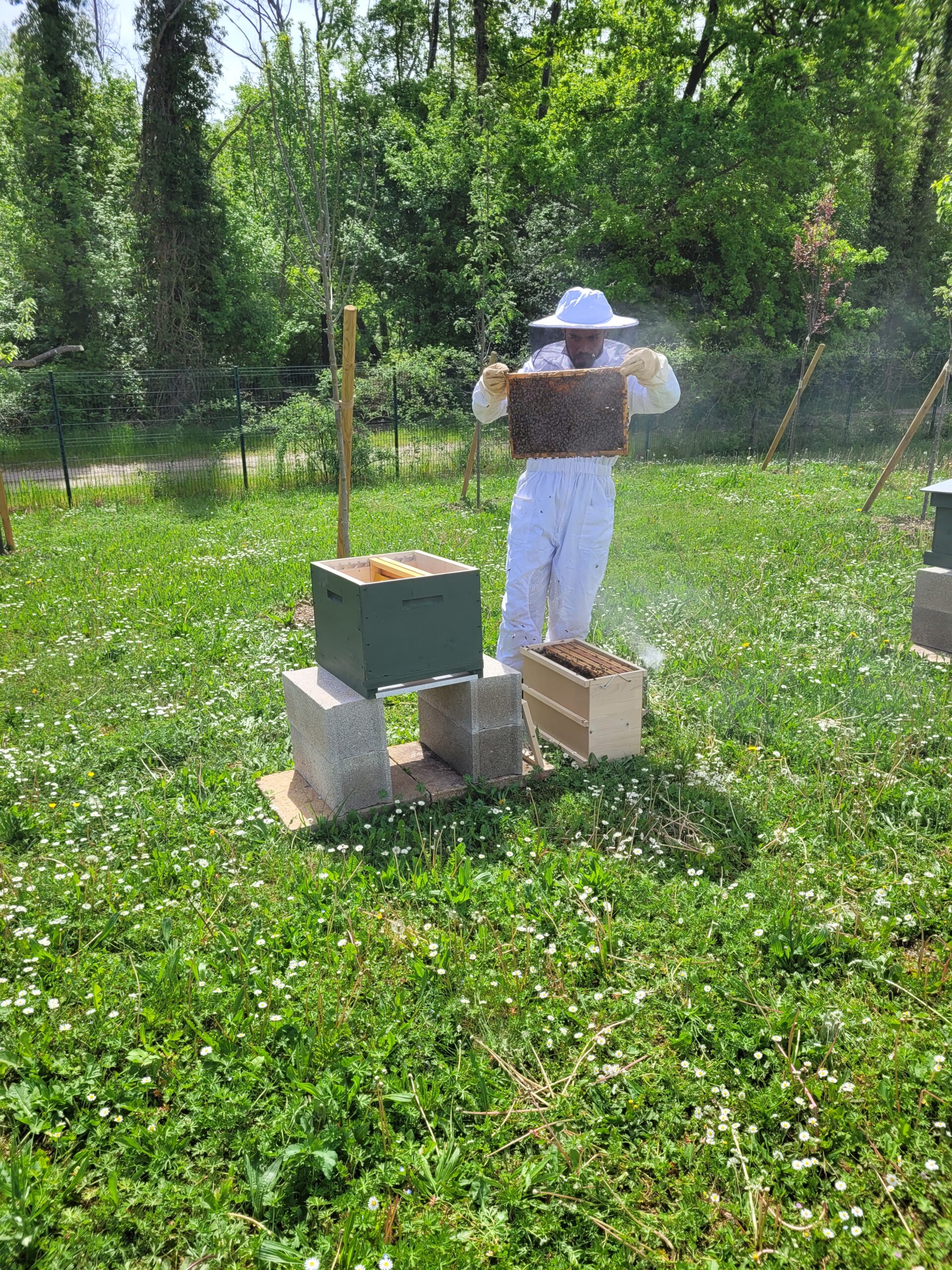 20 mai : Journée mondiale des abeilles : Sogedo a le plaisir d’avoir déposé des ruches dans  l’enceinte de la station d’épuration de Chevigny St Sauveur