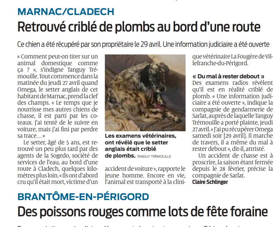 Marnac (Dordogne) : des agents de la Sogedo sauvent un setter anglais gravement blessé immobilisé en bord de route