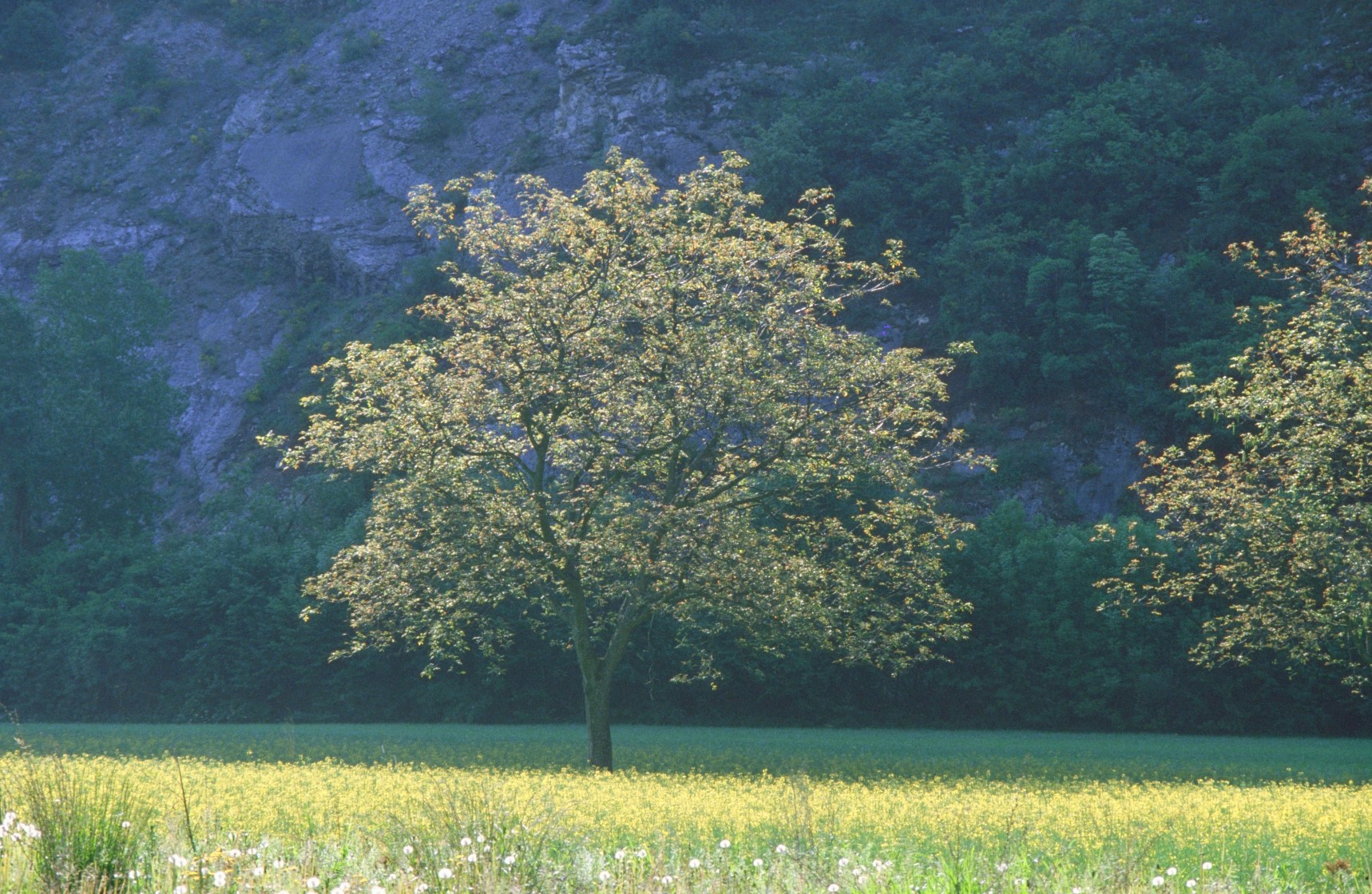Biodiversité : les fonctions essentielles des arbres